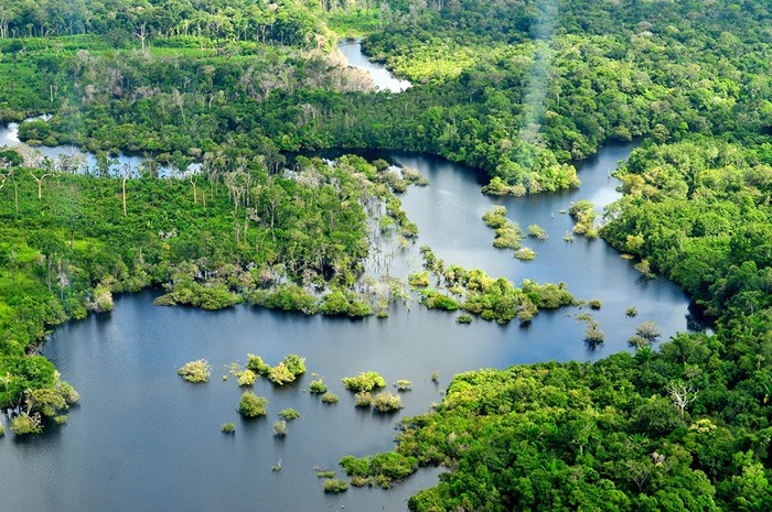 Honoring the Amazon: A Rainforest Craft Activity for Kids
